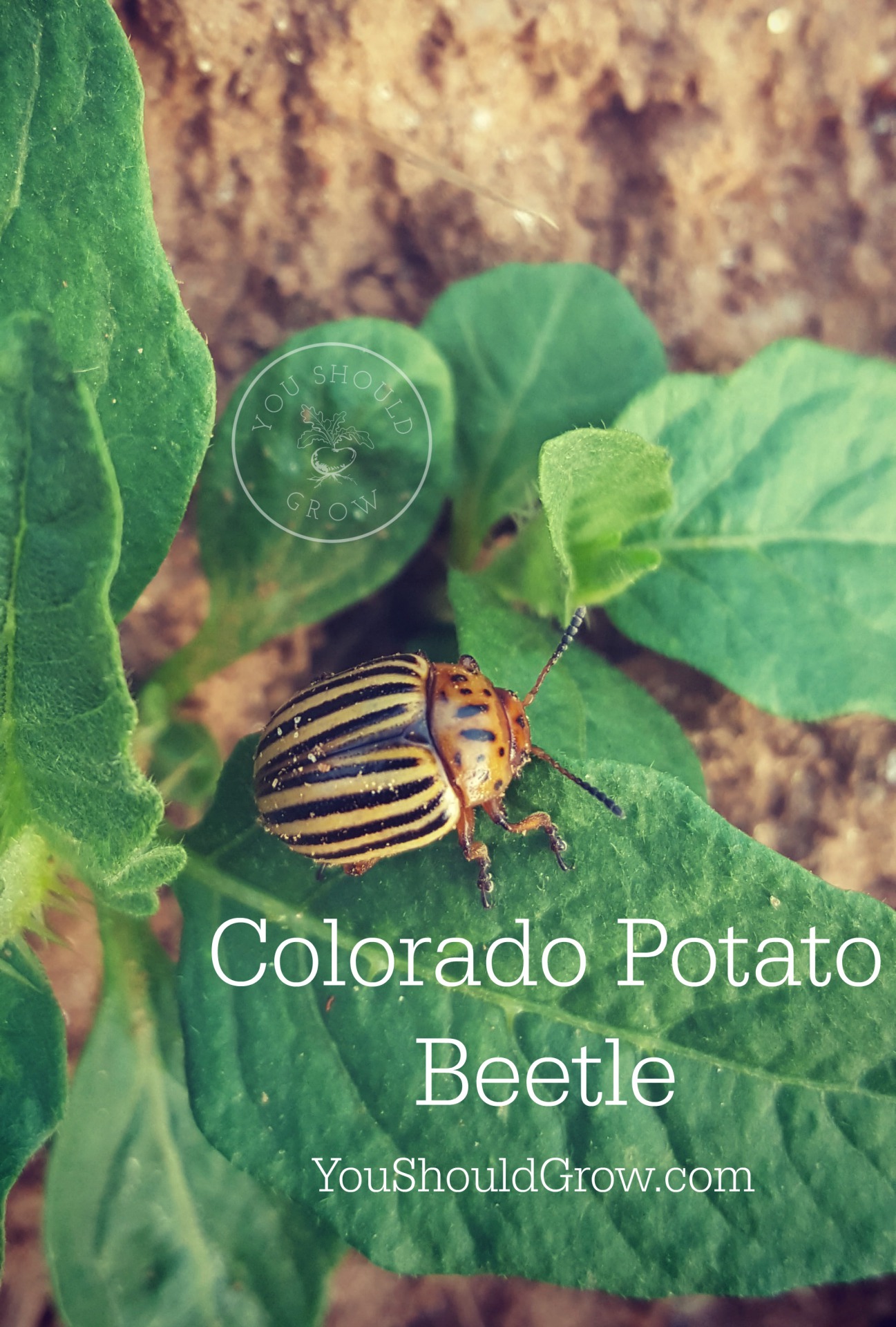 Colorado Potato Beetle adult