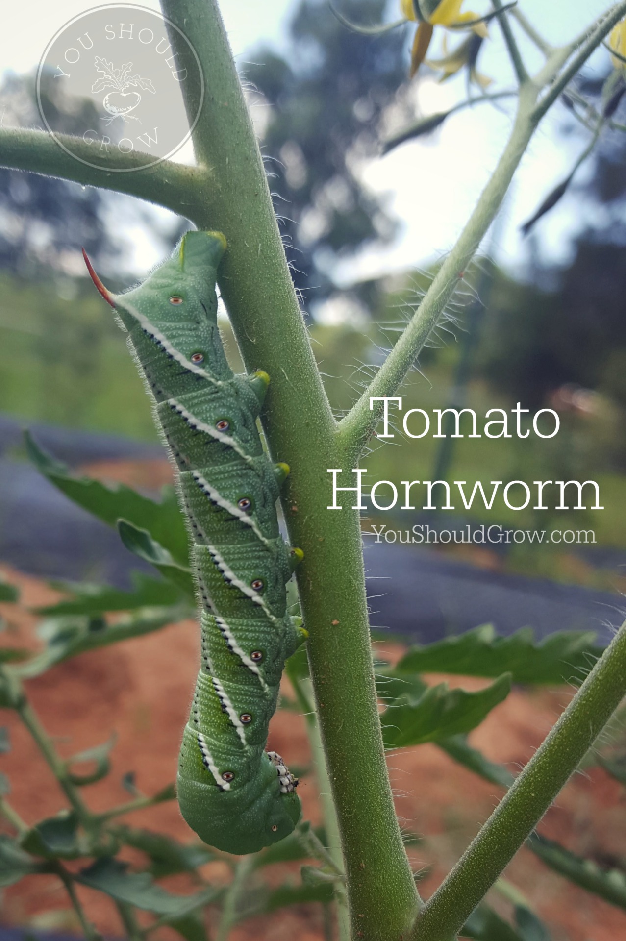 Tomato hornworm posing for a picture.