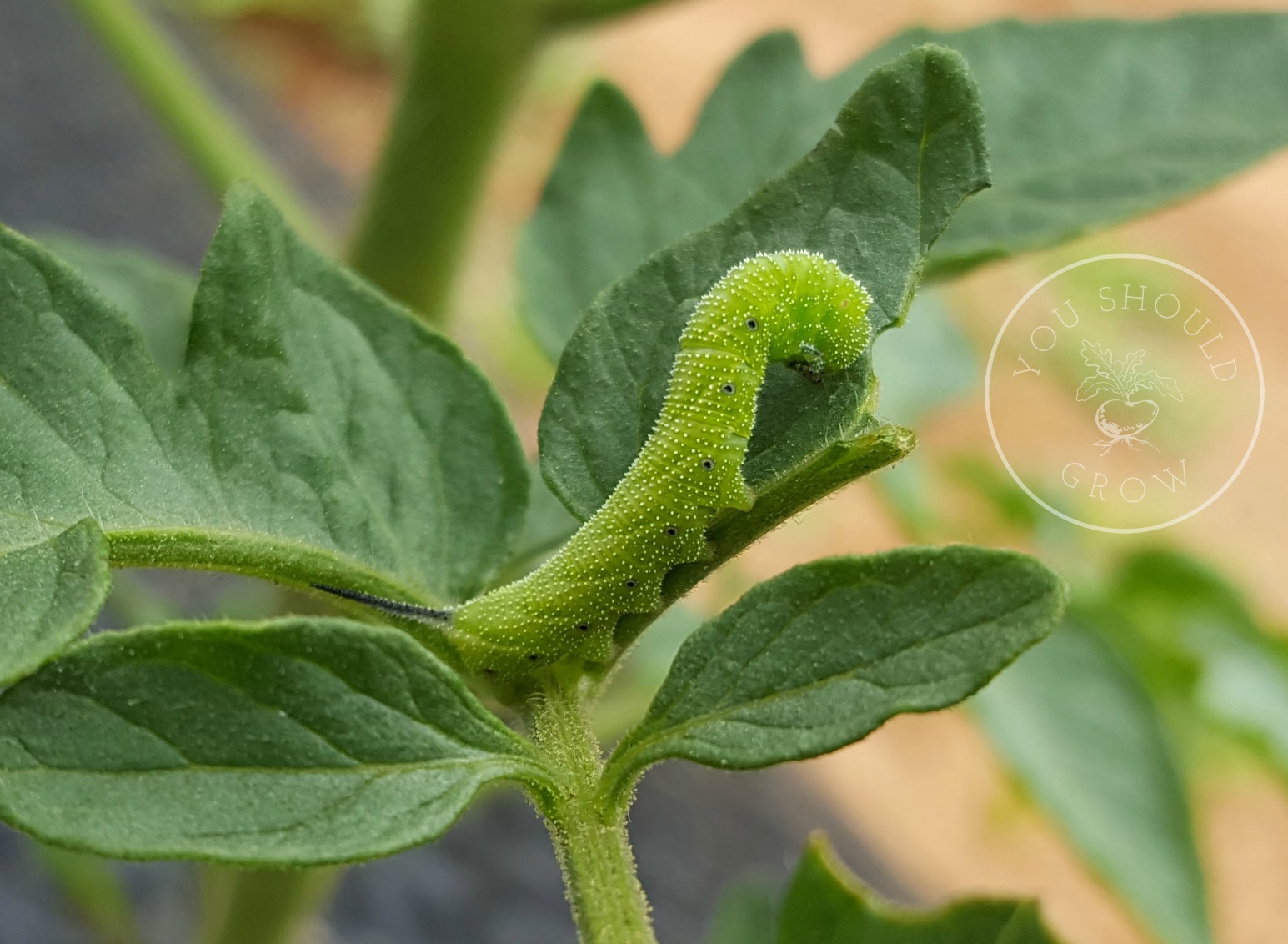 A young hornworm munches a delicious tomato leaf.