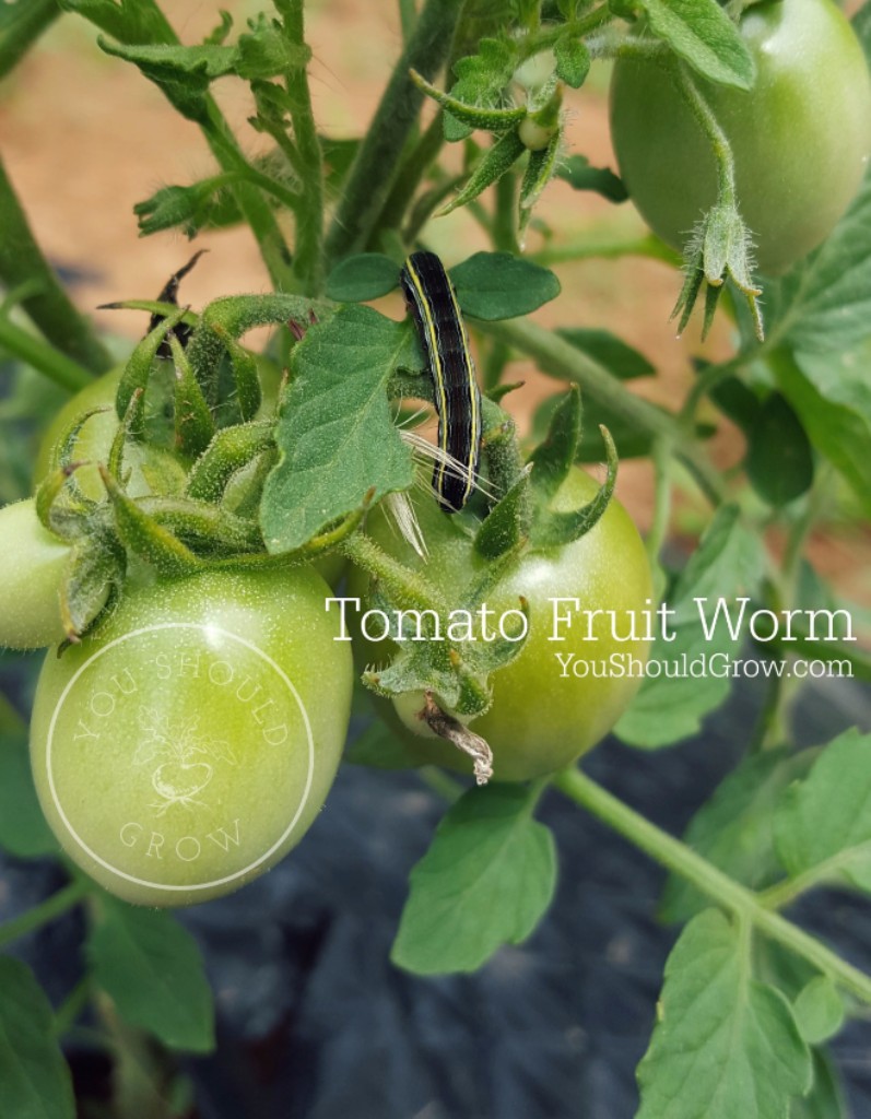 A tomato fruit worm feasts on green tomatoes.