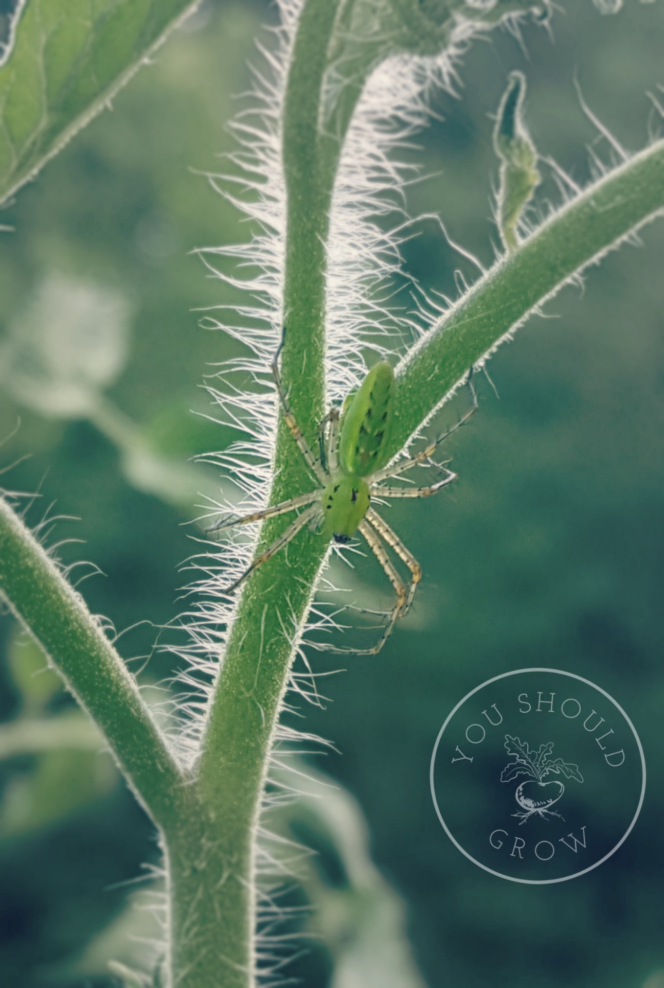 Gorgeous green lynx spider perched on a tomato plant.