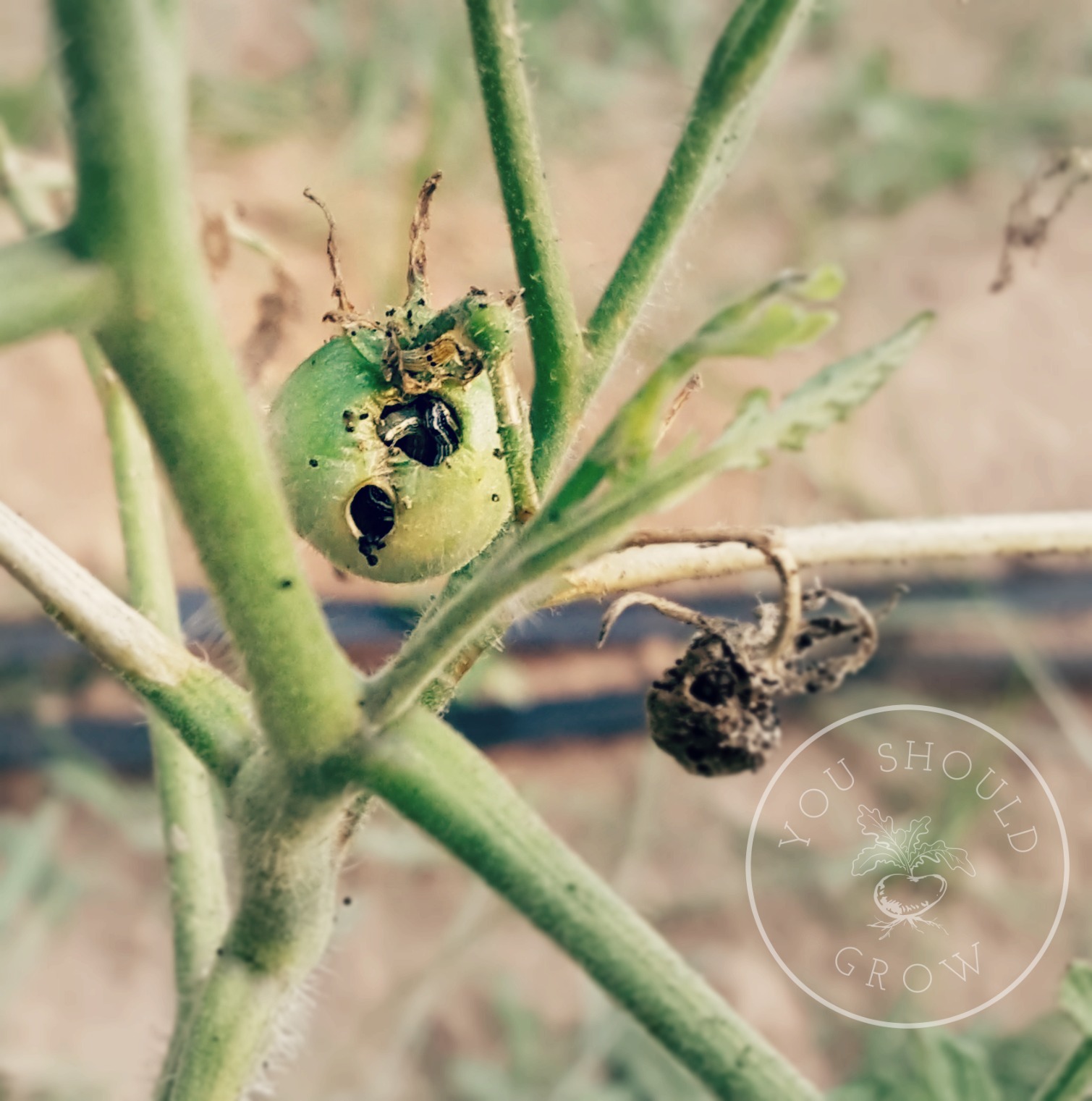 Look at this nasty tomato fruitworm destroying a sweet baby tomato.