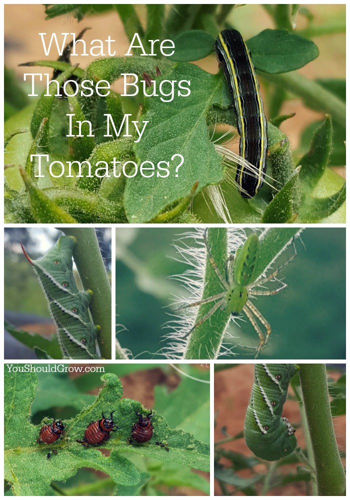 What are those bugs in my tomatoes? 