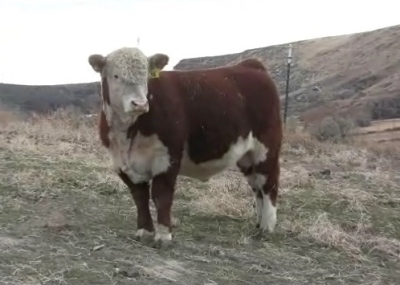 raising bulls for bull riding