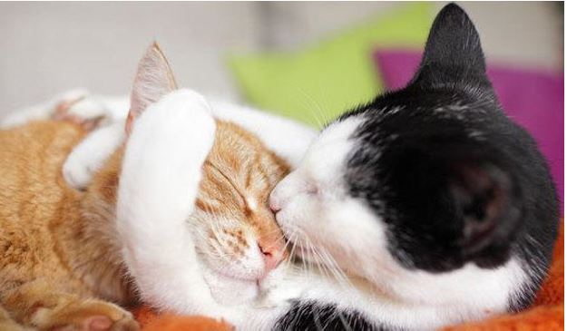 Introducing a new cat to your household --- CONGRATULATIONS on your new addition! It is such a joy to welcome a new family member and experience the joy and love that these sweet animals bring.