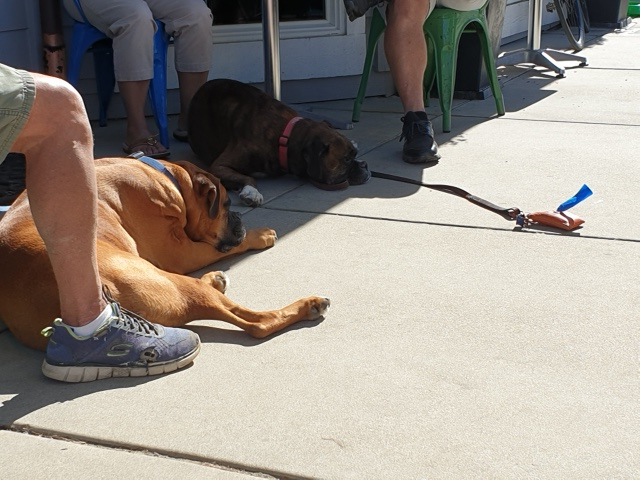 Dogs.png