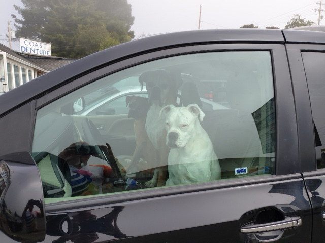 Dogs.png