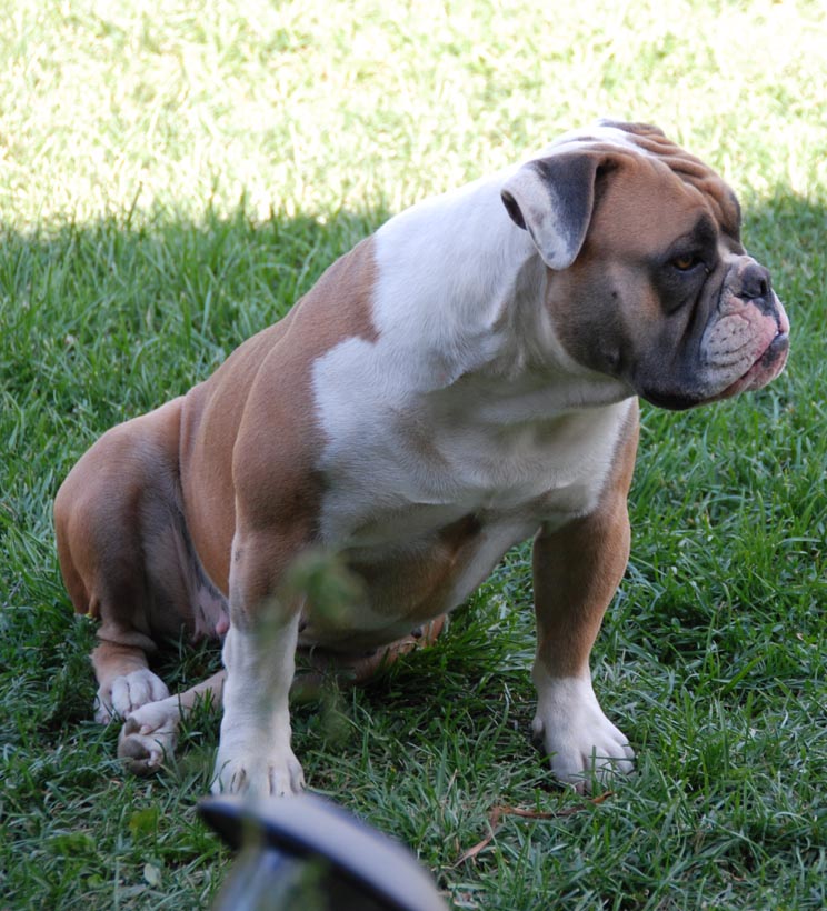 blue fawn olde english bulldogge