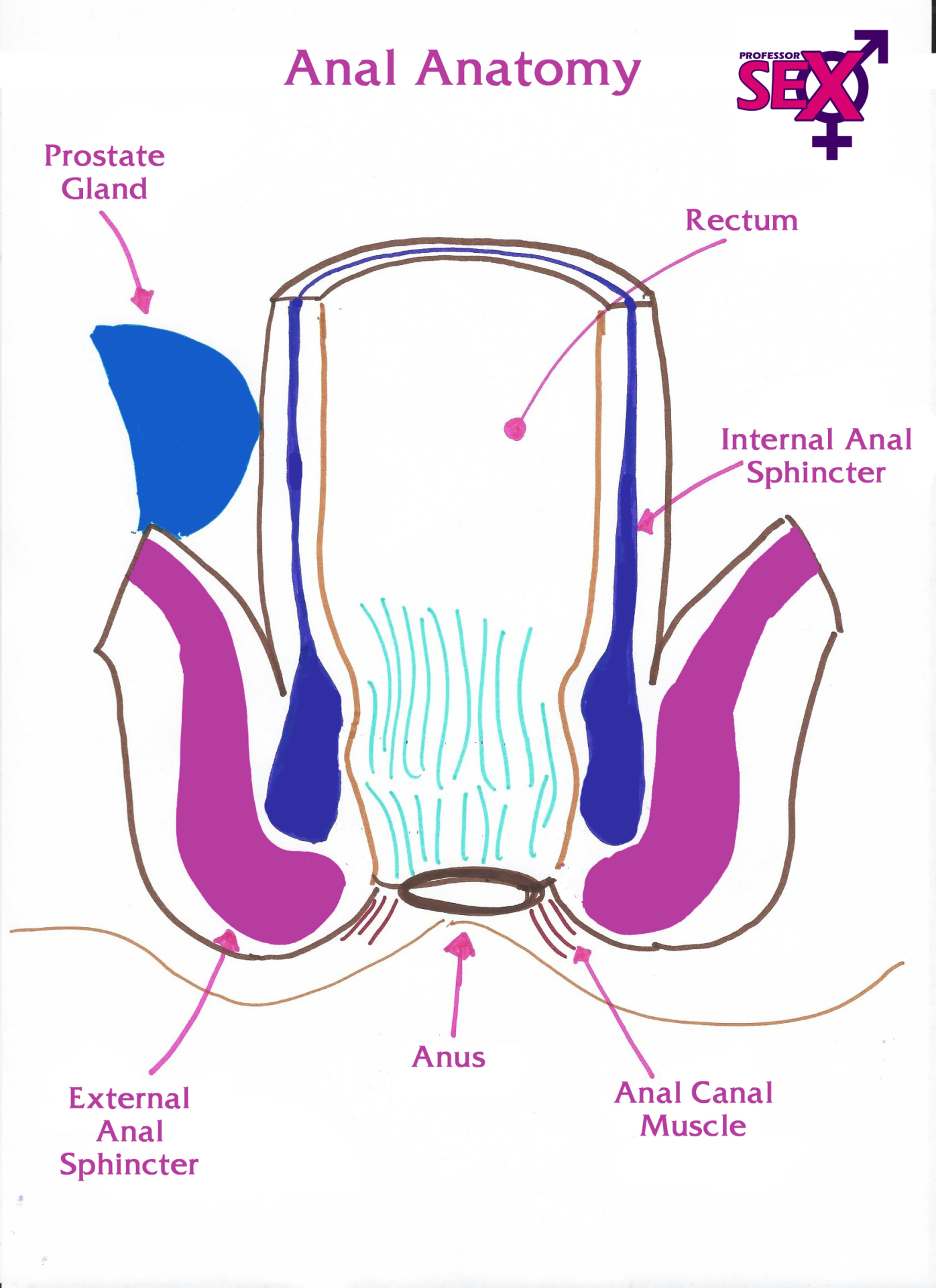 Anal Anatomy Porn - Bdsm Anal Prep | BDSM Fetish