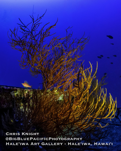 Black Coral and Longnose Hawkfish on FV Friendship Shipwreck Chris Knight