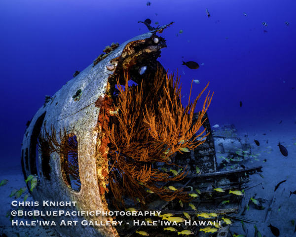 Black Coral on Airplane Wreck Chris Knight