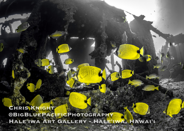 Milletseed Butterflyfish on San Pedro Shipwreck Chris Knight