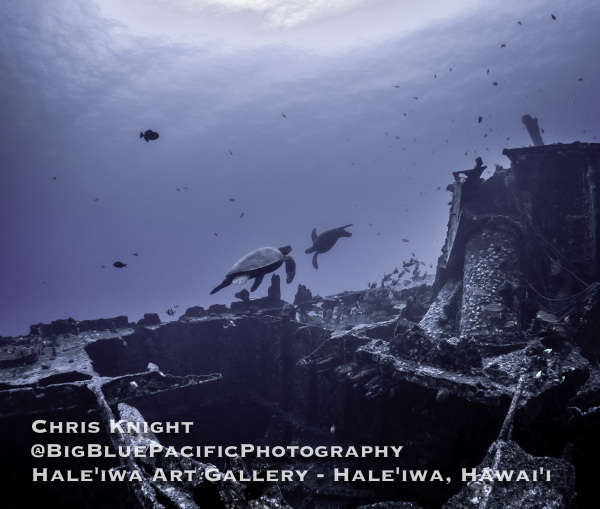 Turtles Playing on San Pedro Shipwreck Chris Knight