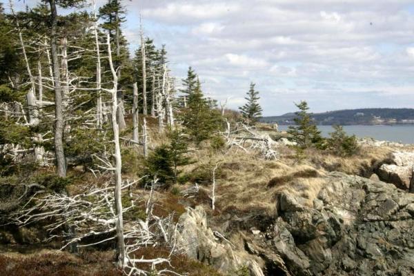 Tide Chart St John Nb Canada