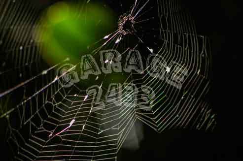 GARAGE  2433 spder web close up