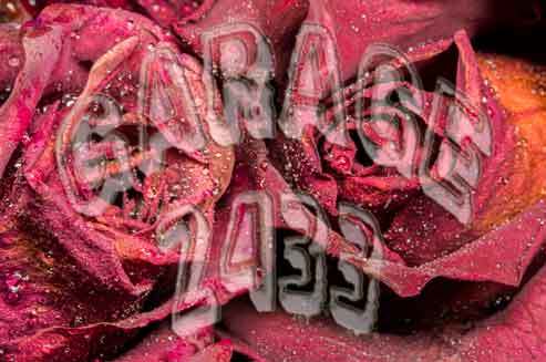 GARAGE 2433 rose