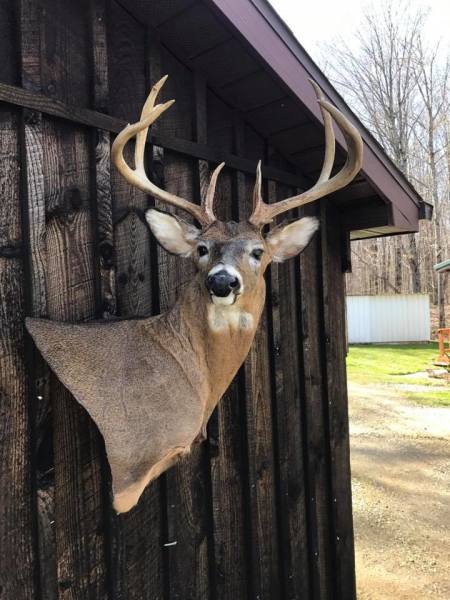 Whitetail