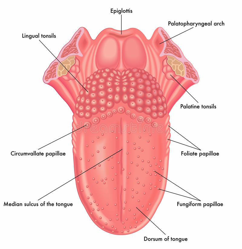 underside tongue anatomy