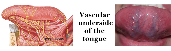 underside tongue anatomy