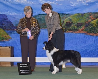 AKC Champion