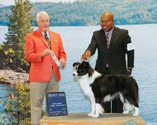 AKC Champion