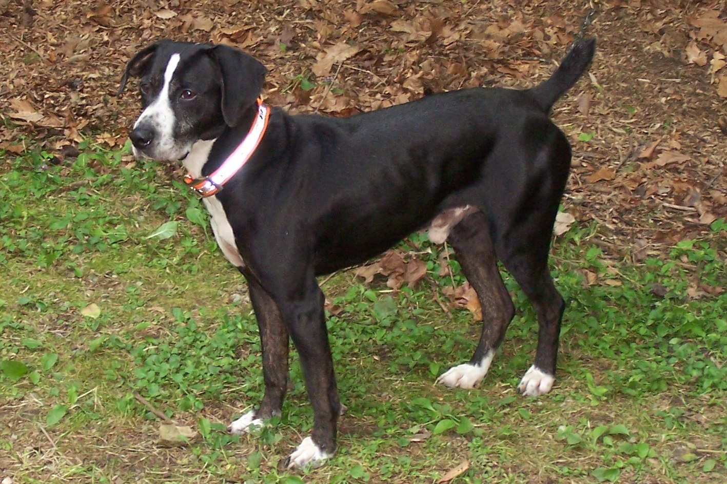 mountain feist dog breed