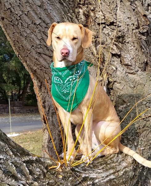 green dog bandana
