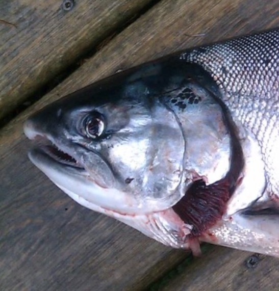 Coho Killer (size 4)