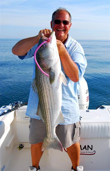 Been a while since I'be caught a striper this big. Surprised me and bit my  custom swimbait on the troll. . . . . . . . #striper…