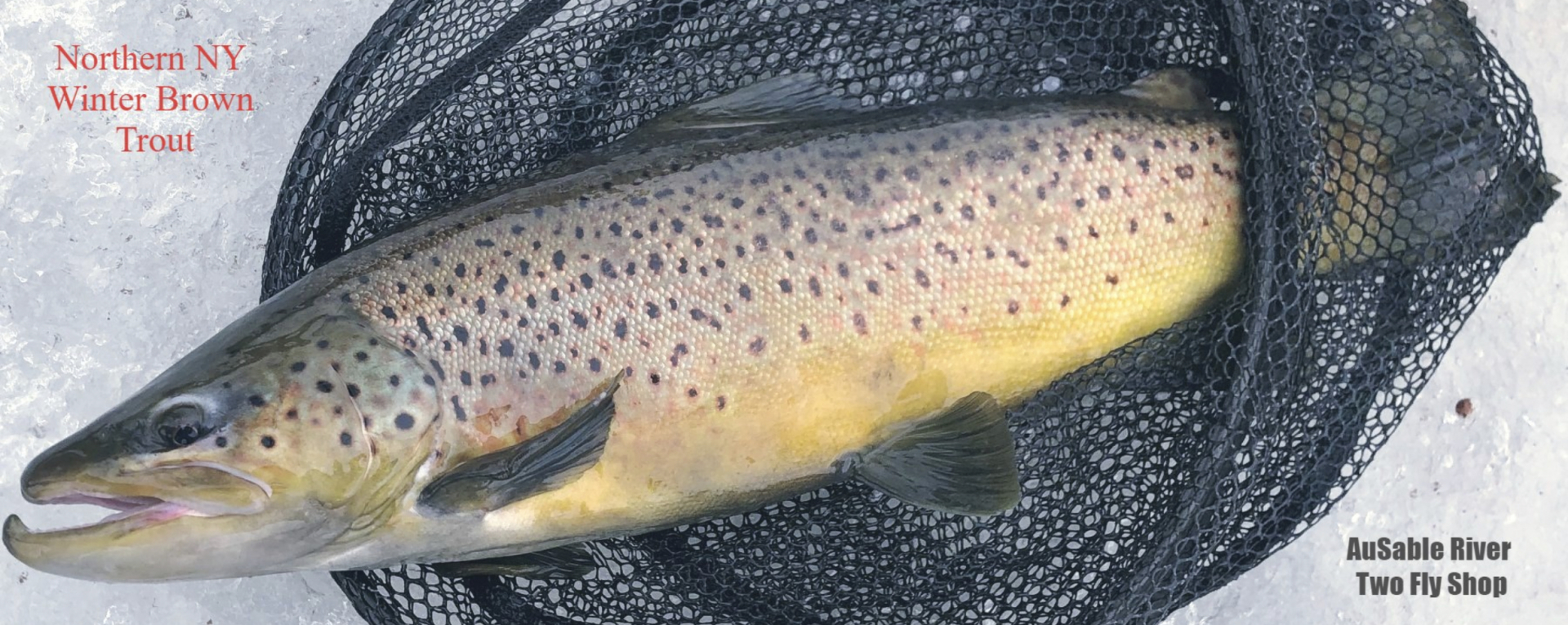 Winter fishing for wild browns on the legendary Au Sable River - Anglers  Journal - A Fishing Life