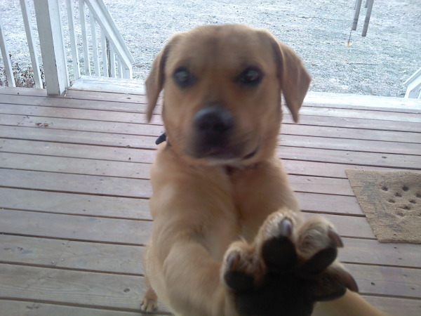 koda says let me in