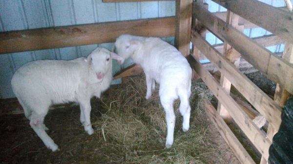2016 - 17 lambs