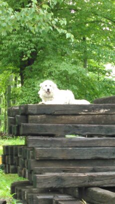 perched at a higher vantage point