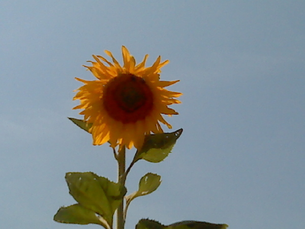 wild sunflower