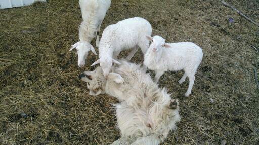 cricket playing with lambs