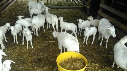 sheep on barn clean day