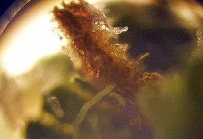 Trichome