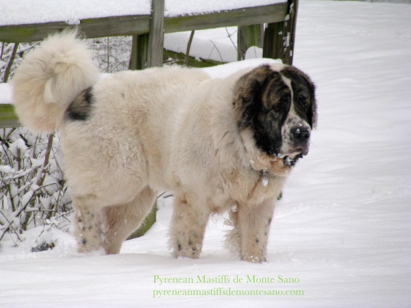 pyrenean mastiff puppies