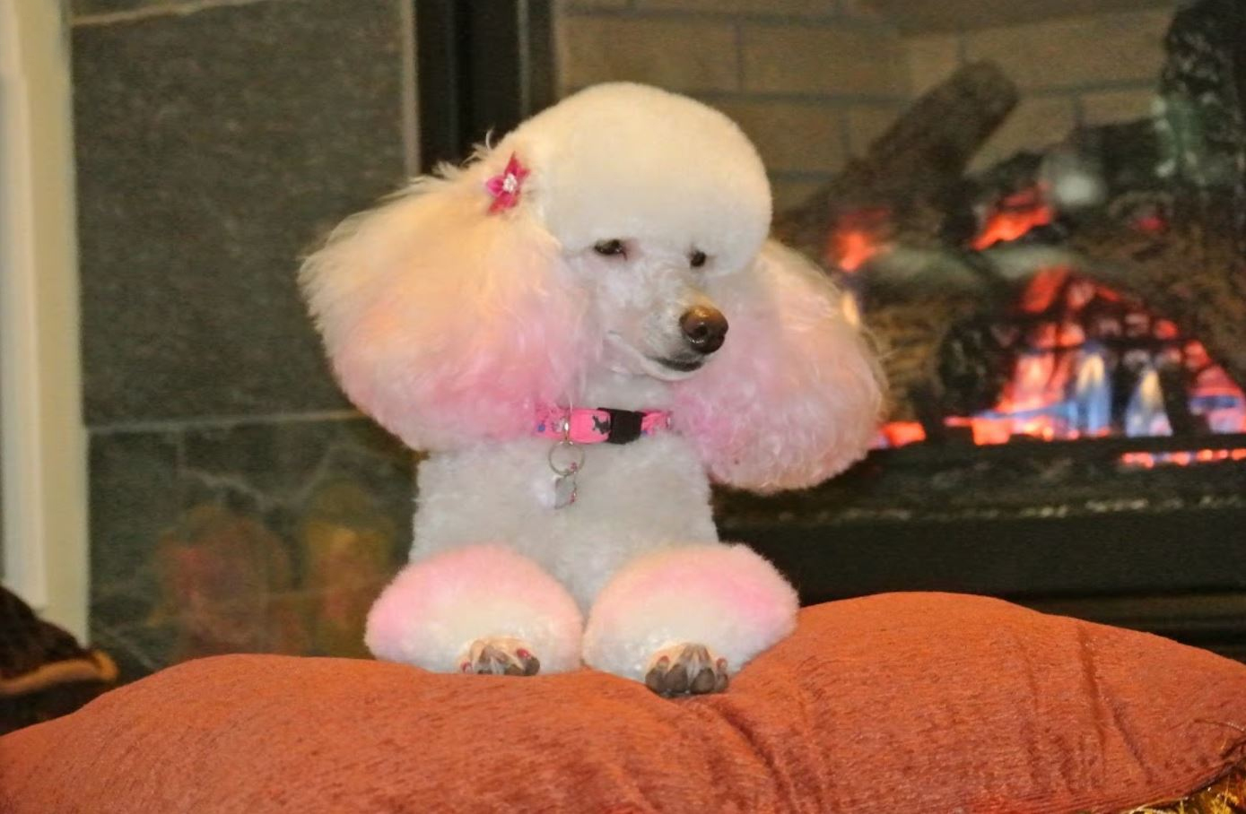 Dog Grooming Testimonials Kingman Az