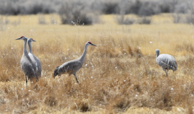 Sandhill Cranes