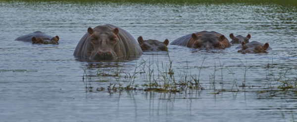 Hipopótamos marinhos, 