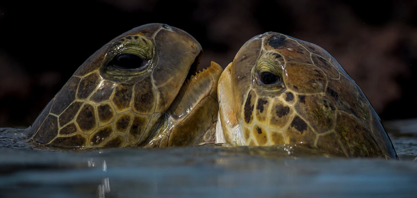 tartarugas,turtles,bijagos,guinea,guine,bissau