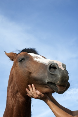 Animal Communication Castle Rock CO