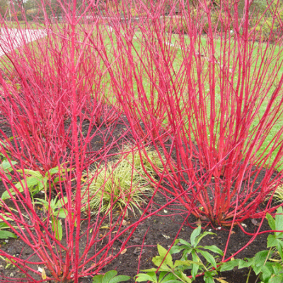 Red Twig Dogwood