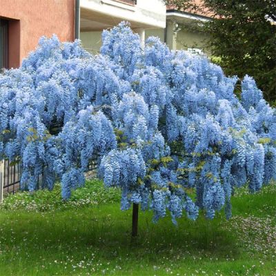 Blue Chinese Wisteria