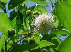 Buttonbush