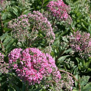 Munstead Dark Red Sedum