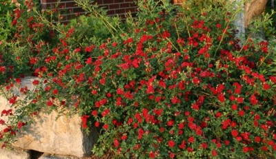 Red Cascade Rose