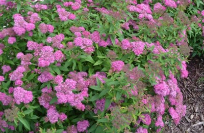 Neon Flash Spirea