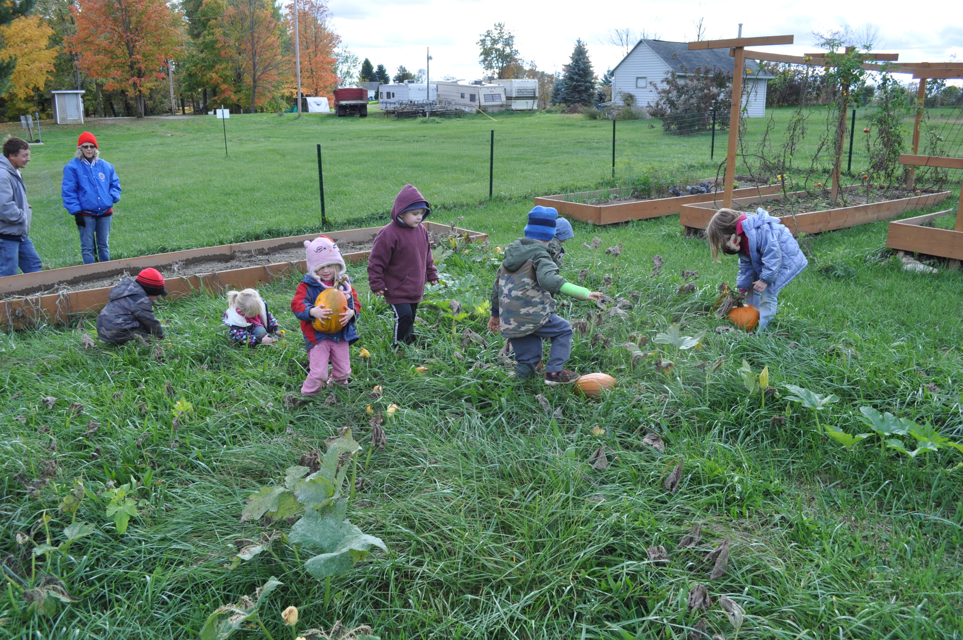 Pumpkins